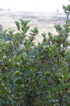 Green alder <BR>Mountain alder